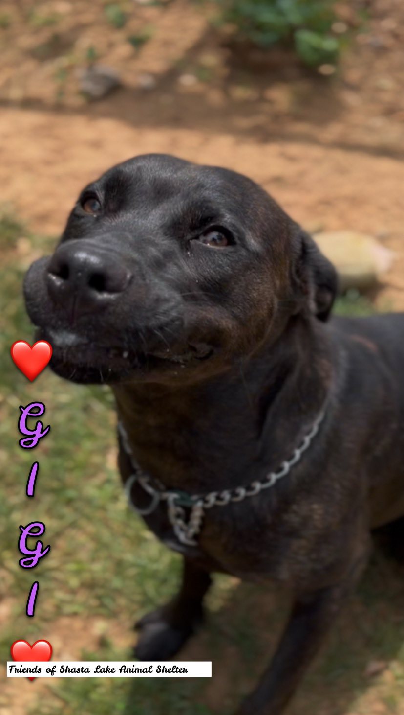 Friends - Gigi is about a 9 month old pitty mix.. | Facebook