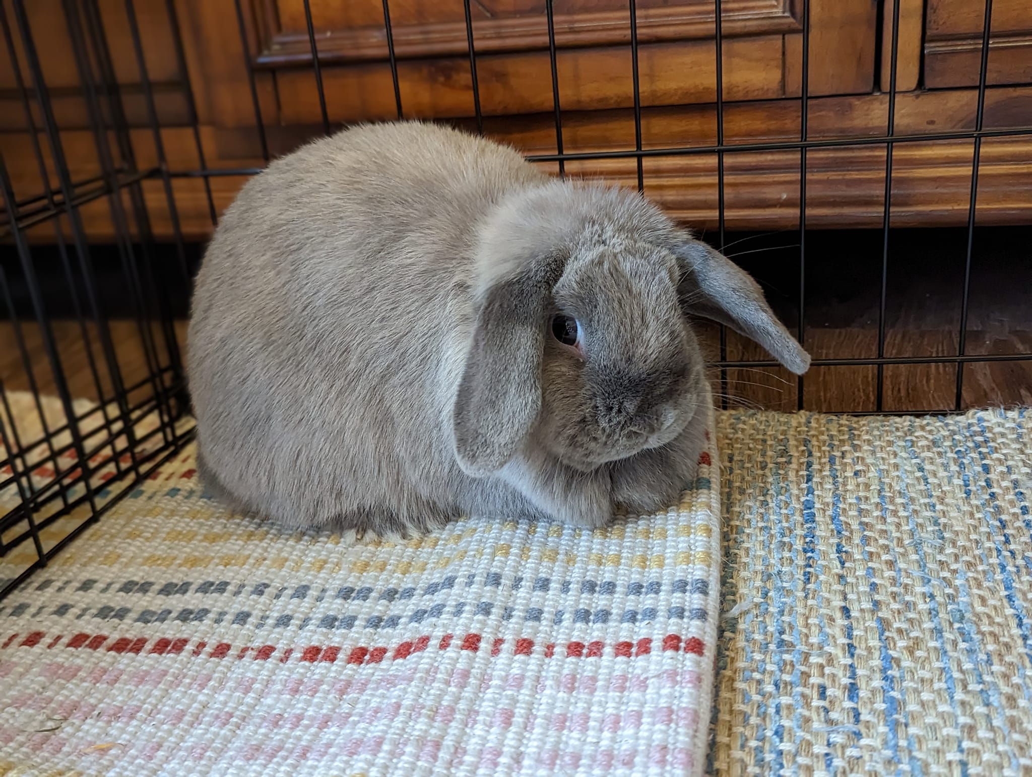 Daydream Rabbits | Pittsboro NC