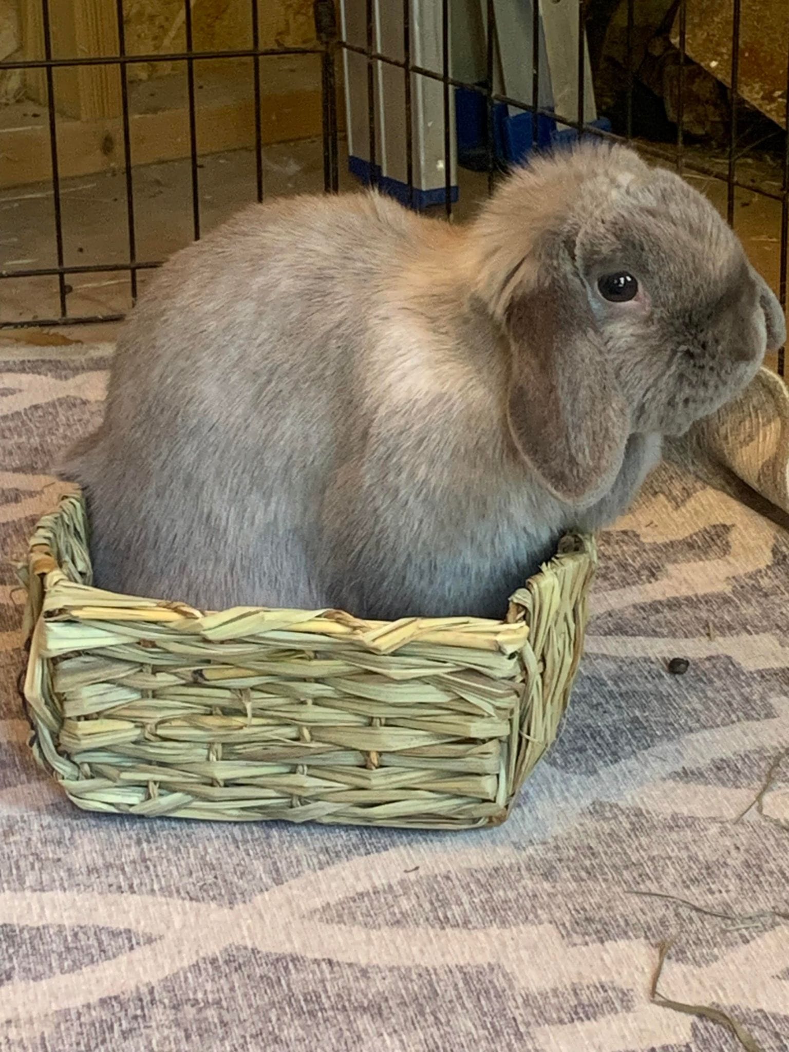 Daydream Rabbits | Pittsboro NC