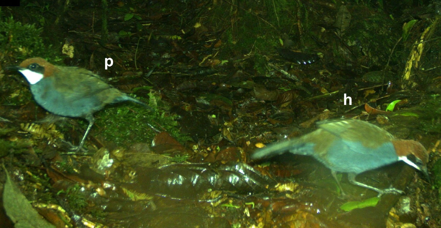 NEW BIRD SPECIES... - New Guinea Binatang Research Centre | Facebook
