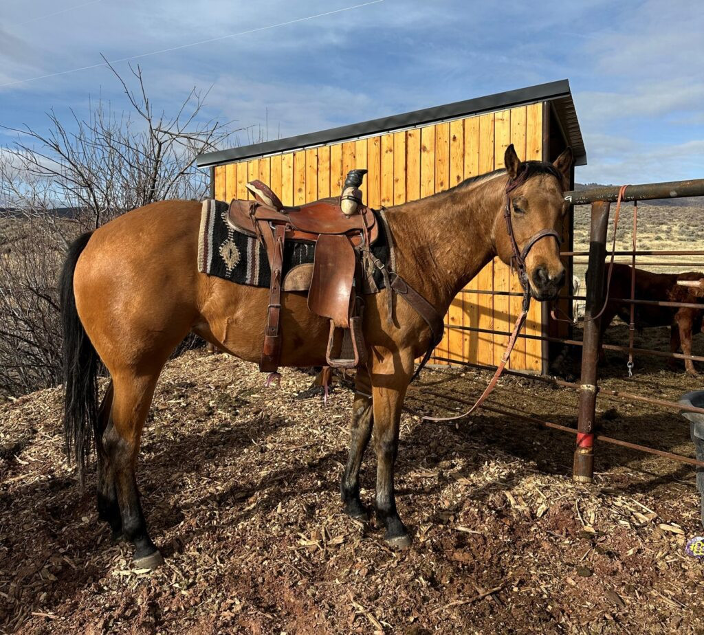 Ranch - DD DENVER BUG – 2019 AQHA Buckskin Mare x Denver Red Buck x Two ...