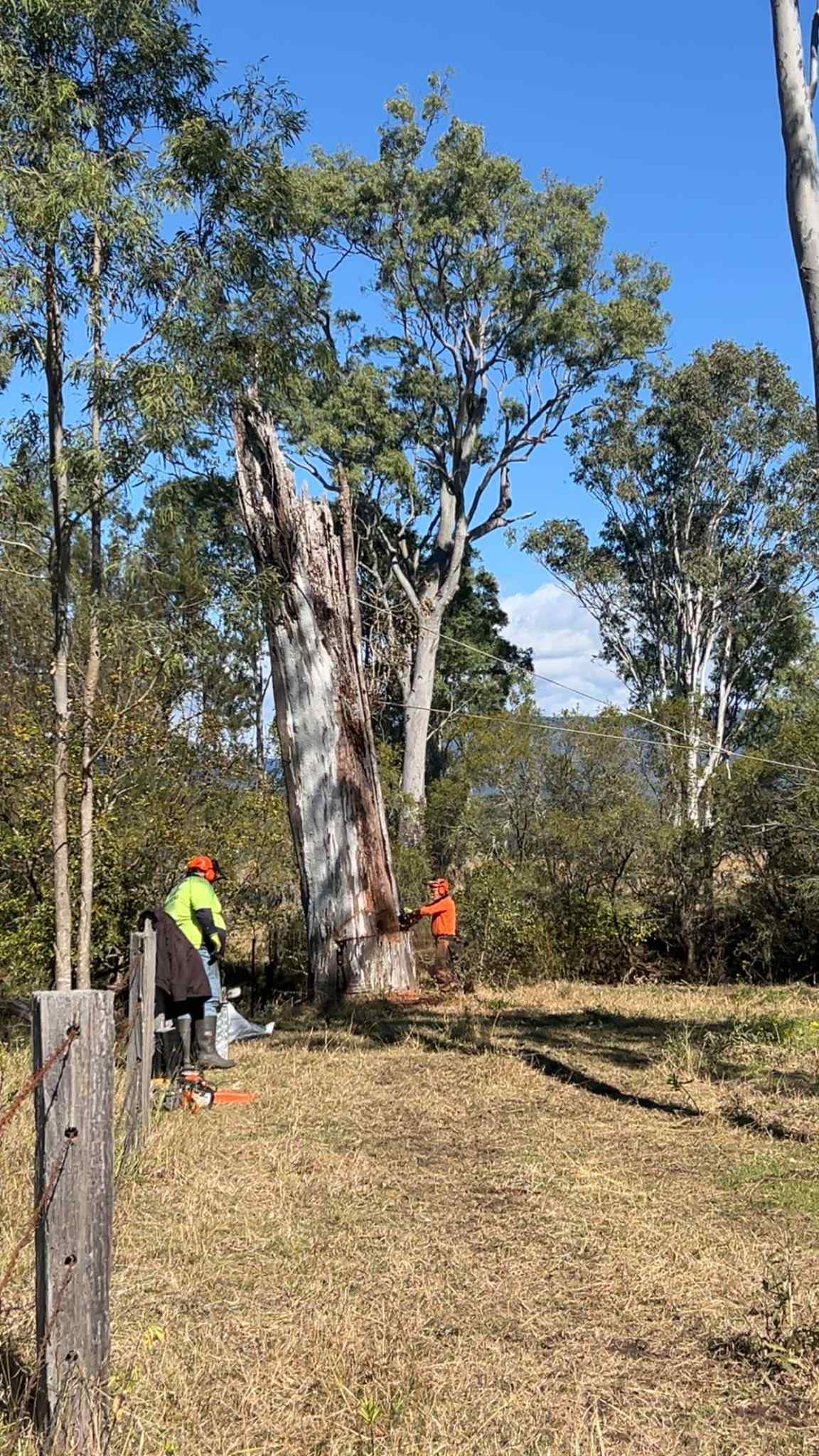 Vince's Tree Services