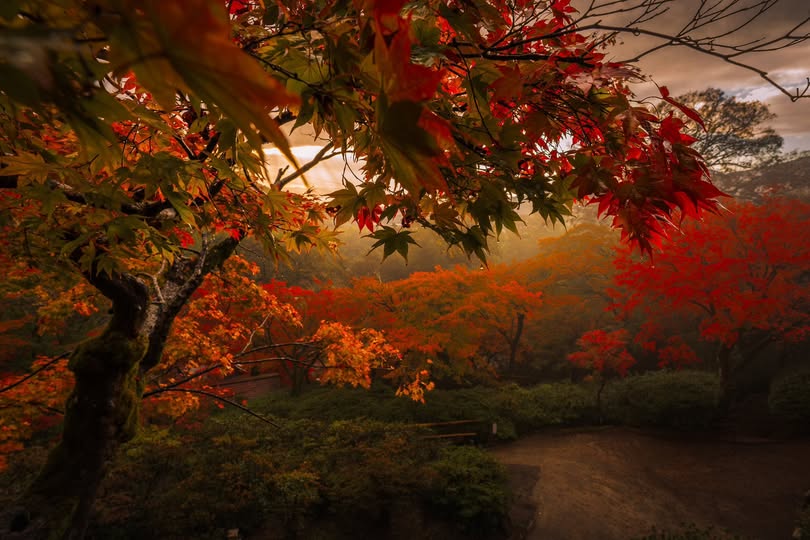 Ah, Autumn Is here 🍁🪷 Autumn Is 🍂 one the most colorful and