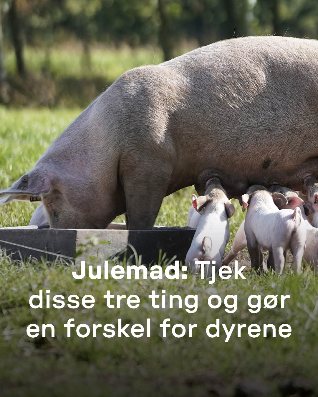 dyrenes-skal-der-and-og-fl-skesteg-p-julebordet-s-er-der-s-rligt