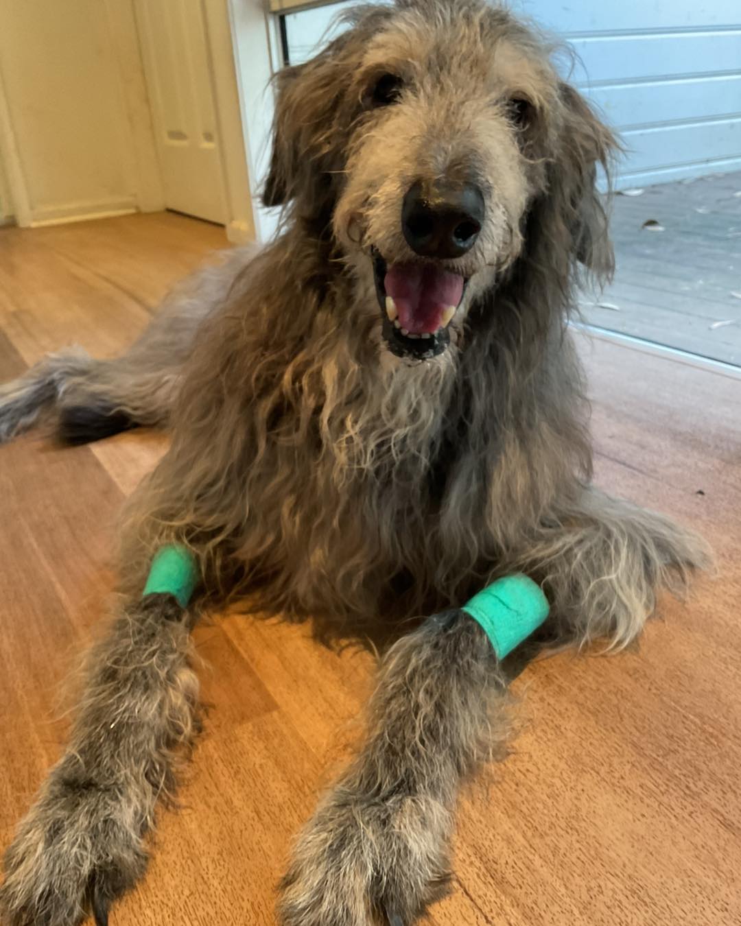 Hi friends , Doogie here Yesterday... - Team Golden Oldies | Facebook