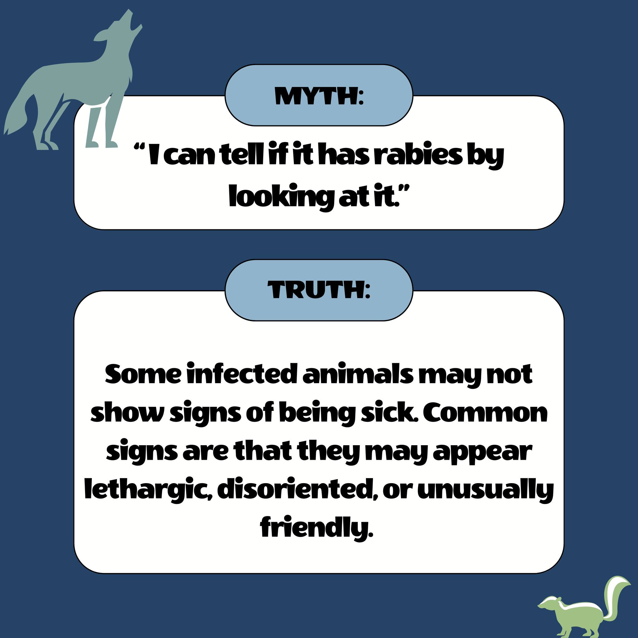 🦇🦦🦝 It's National Rabies... - Florida Wildlife Hospital | Facebook
