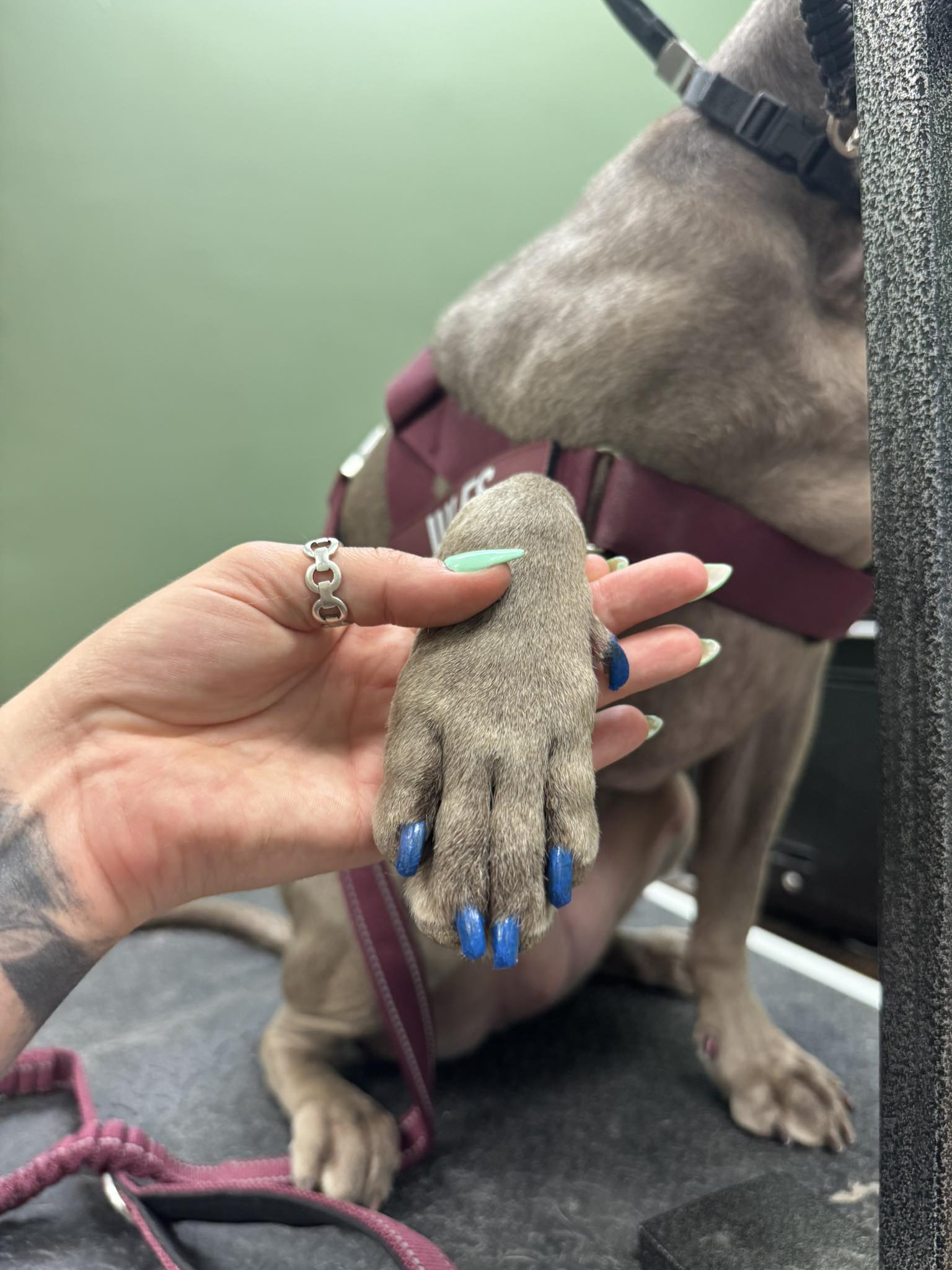 Northern Vermont Pet Grooming | Milton VT