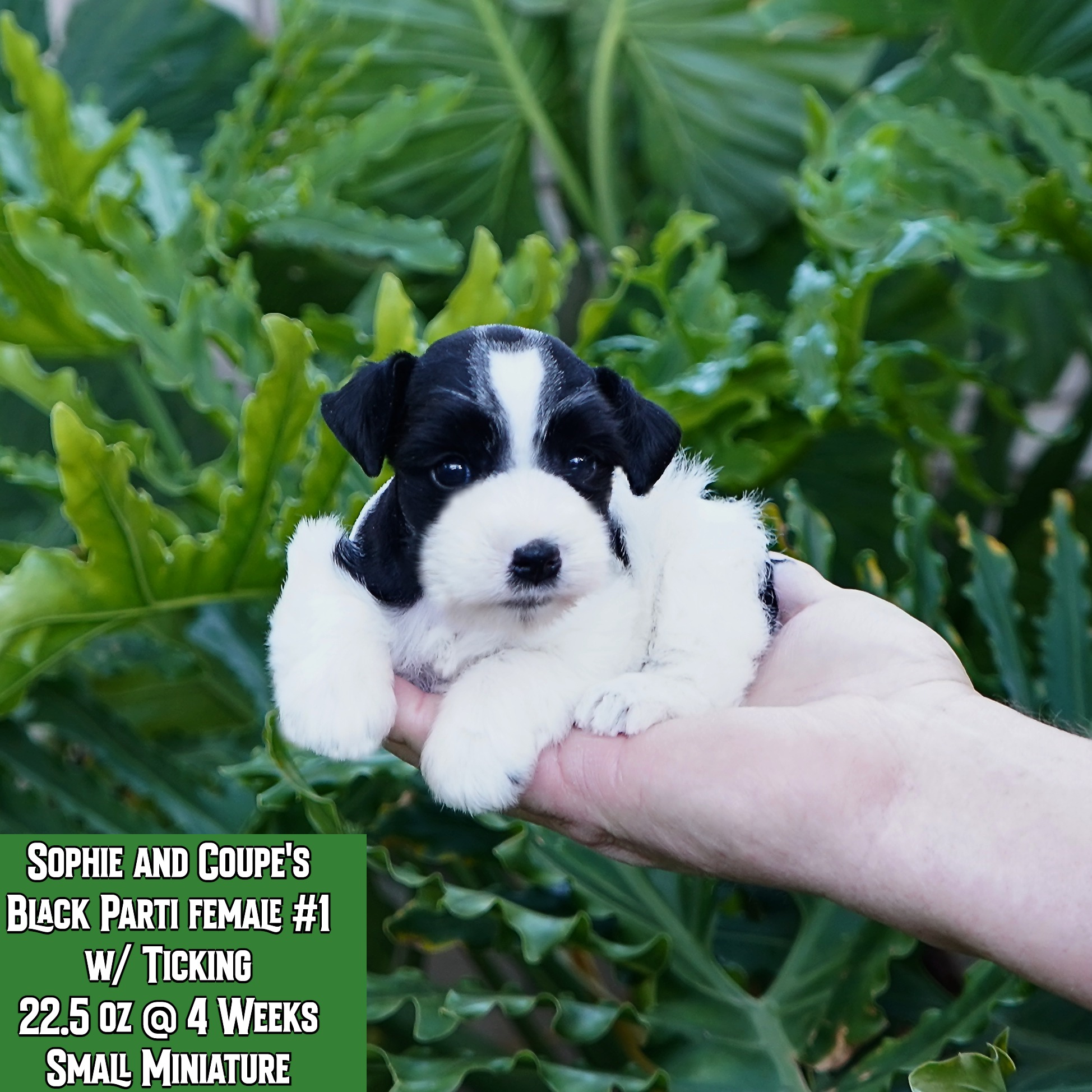 Texas - This is Sophie's Black Parti Female #1, who is lightly