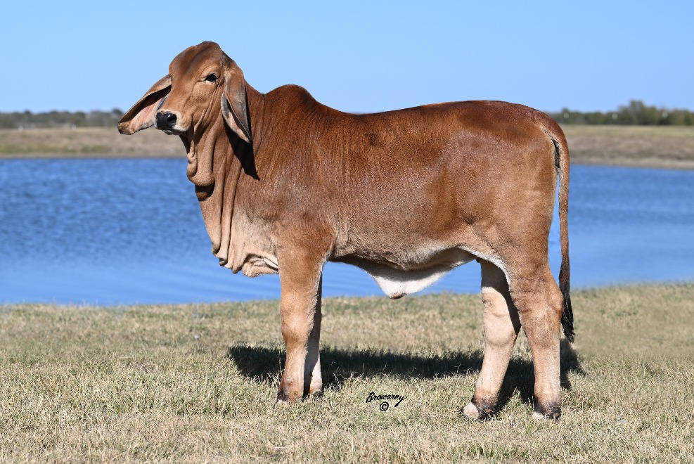 Moreno Ranches, Inc. - Viva La Brahman Online Sale VII, April 23 - 9 a ...
