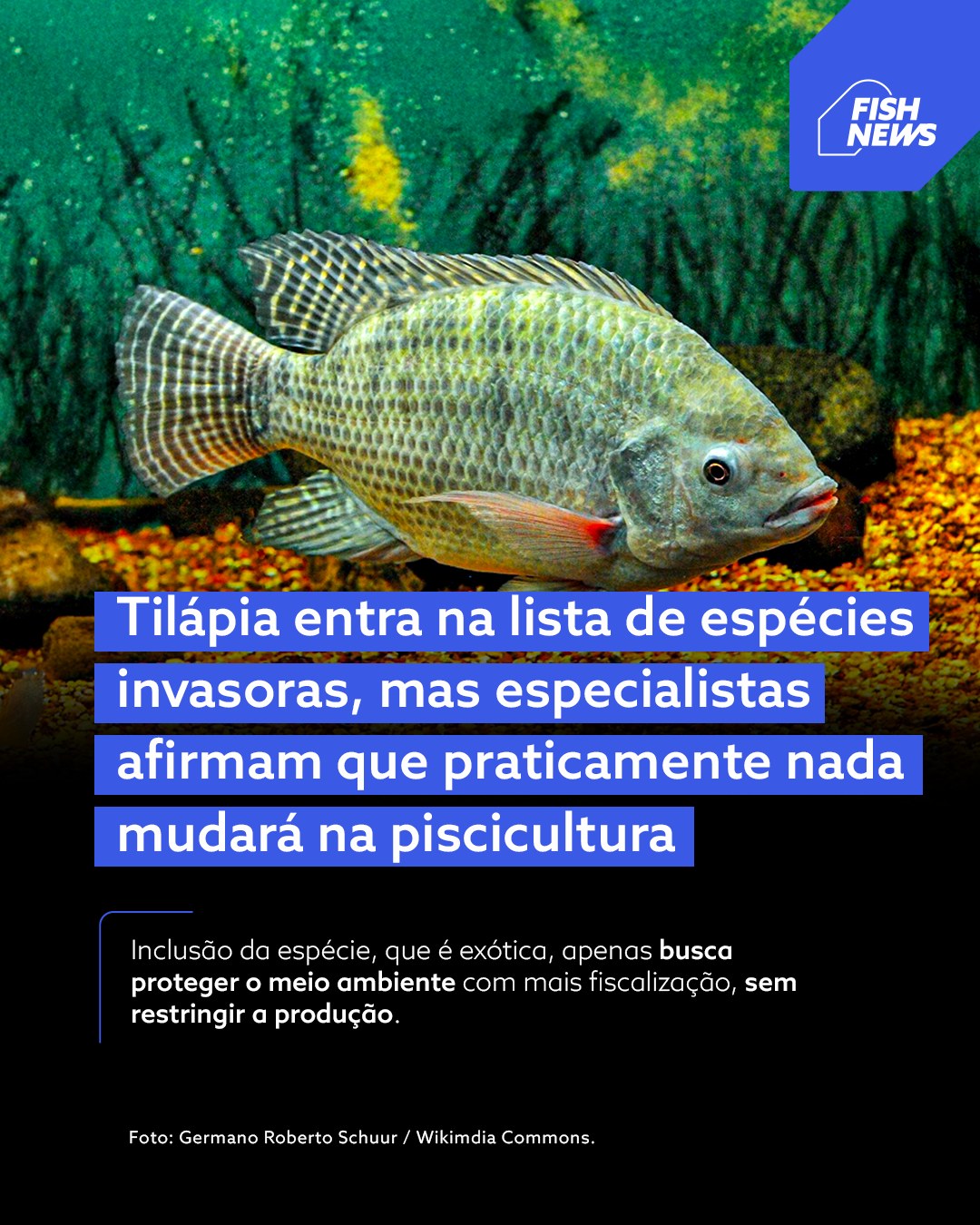 Fish TV - 🚨 NEWS | A decisão da Comissão Nacional de... | Facebook
