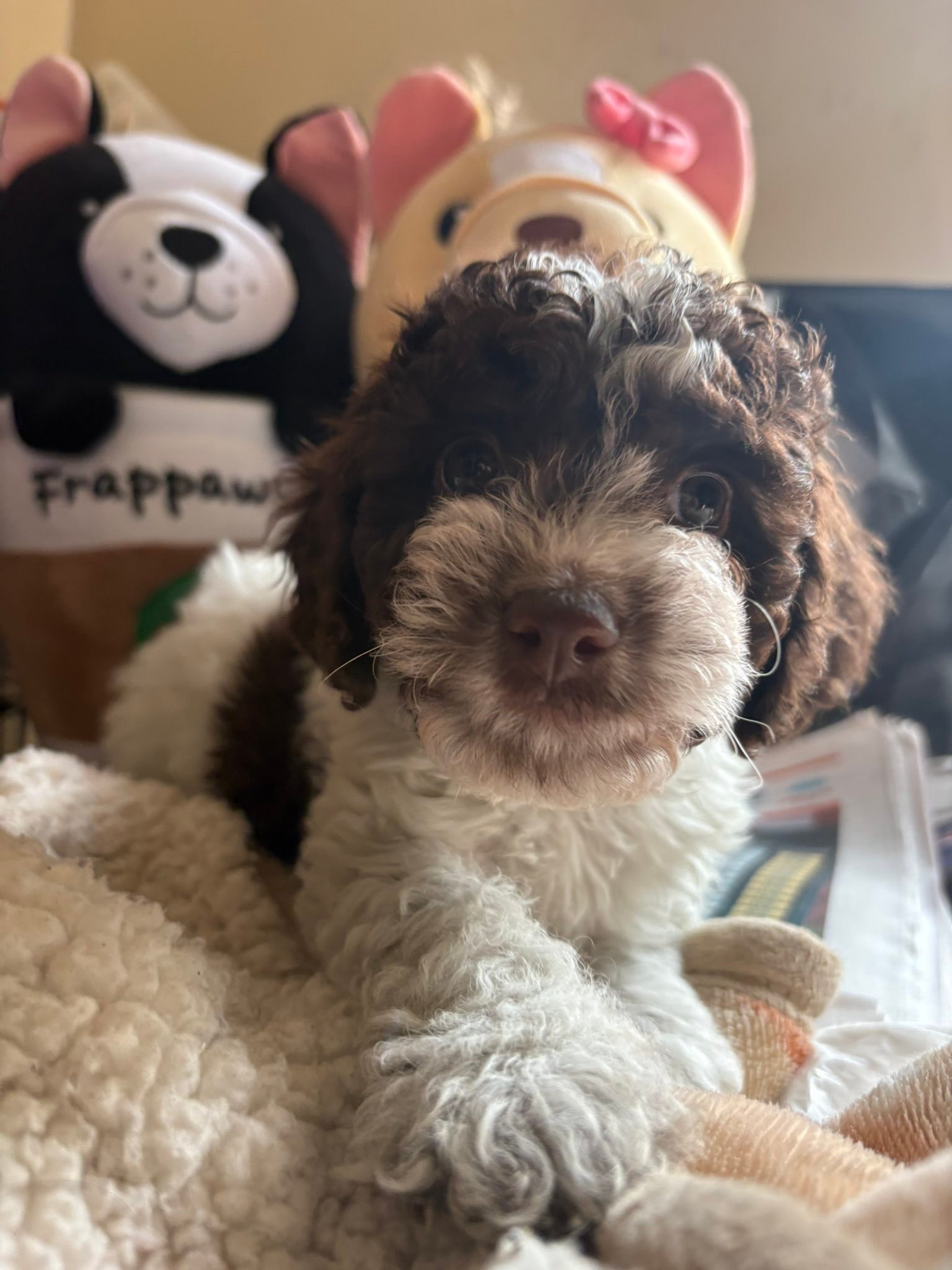 LI Poodles & Doodles