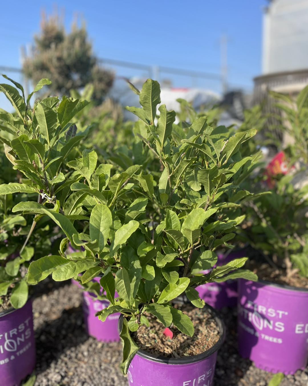 New - Centennial blush star magnolia is back by popular demand!! Here’s ...