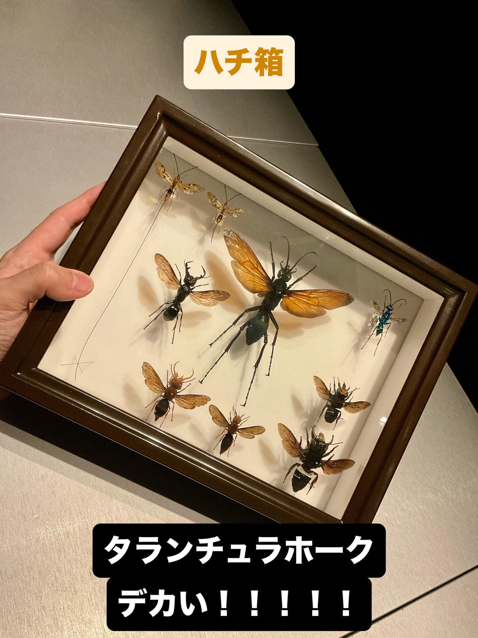 昆虫用品 【開翅標本】ハキリアリの一種 オス Atta sp. ハチ