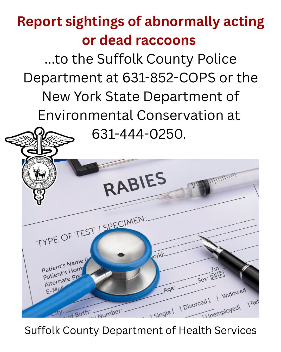 A dead raccoon found in... - Suffolk County Health | Facebook