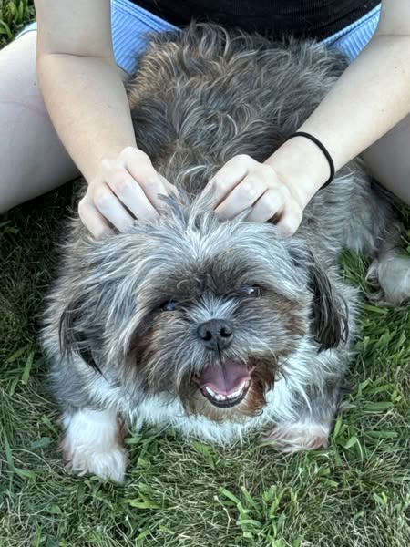 Ruff - Meet Maximus, a 4-year-old Shorkie who’s equal parts playful and ...
