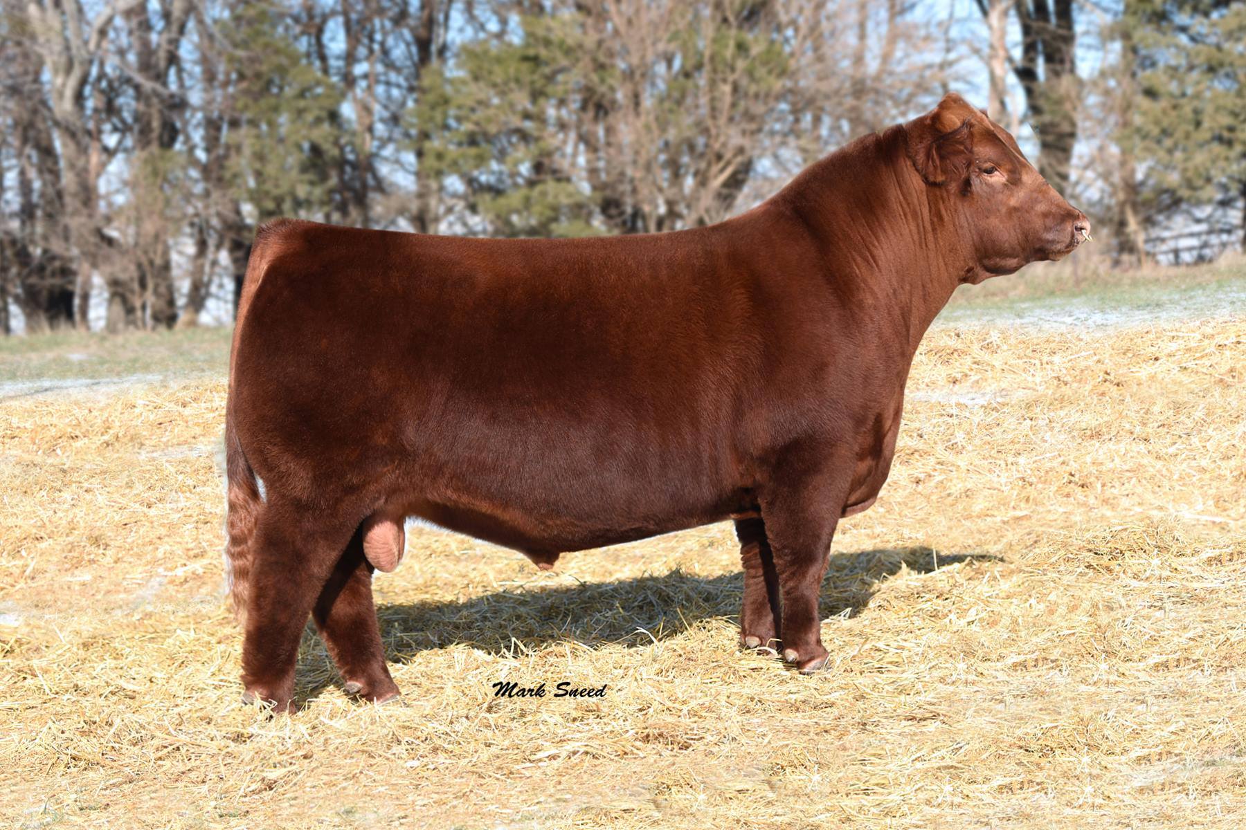 Solution - SLGN Bojangles 479B. His first calves hit the ground last ...