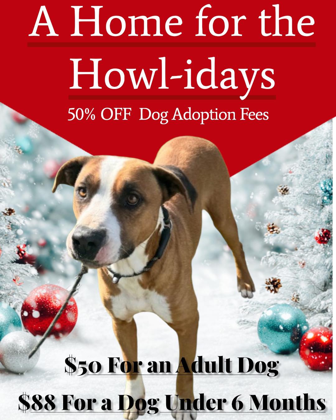🎄🐾 A Home for the... - Saint Frances Animal Center | Facebook