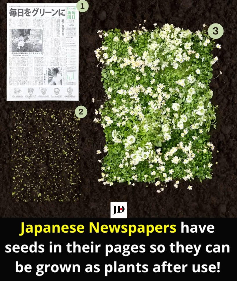 Japan's plantable newspaper with seeds and biodegradable paper