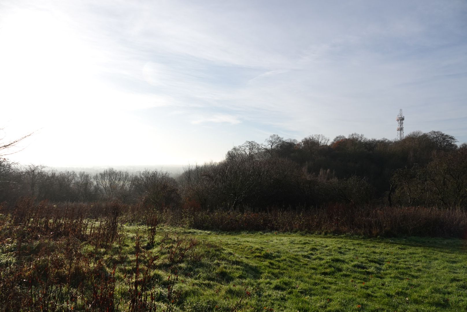 Friends of Colwick Woods Local Nature Reserve | Nottingham
