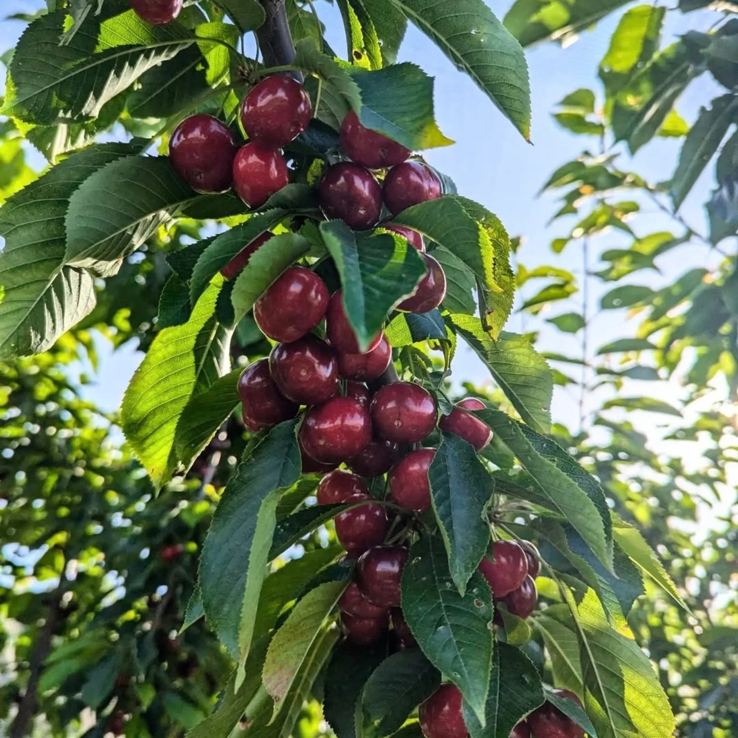 Blue - Sunday 21st December Update 🍒 Thanks to the warm weather over ...