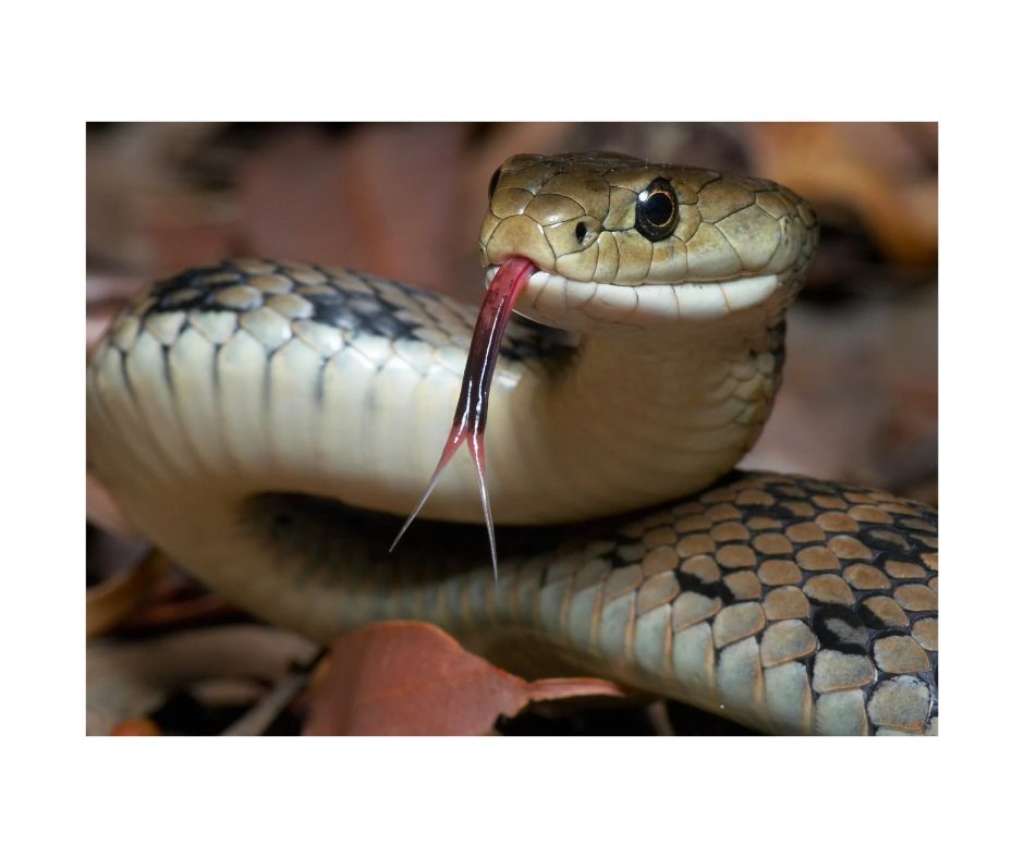Goodbye - 🐍 No Ears, But They Hear You — Snakes Have Been Listening the ...