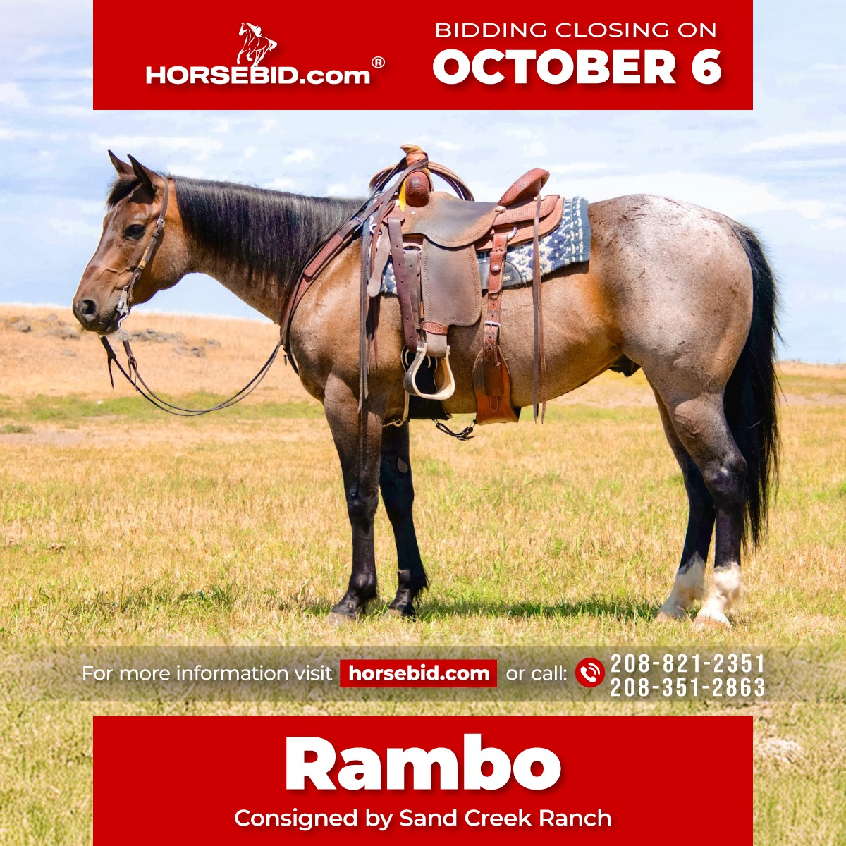 HorseBid.com - 🍂 𝓐𝓾𝓽𝓾𝓶𝓷 𝑨𝑳𝑳 𝑺𝑻𝑨𝑹 𝑳𝑰𝑵𝑬𝑼𝑷 🍂 - Happening now thru 𝐌𝐎𝐍𝐃𝐀𝐘 ...