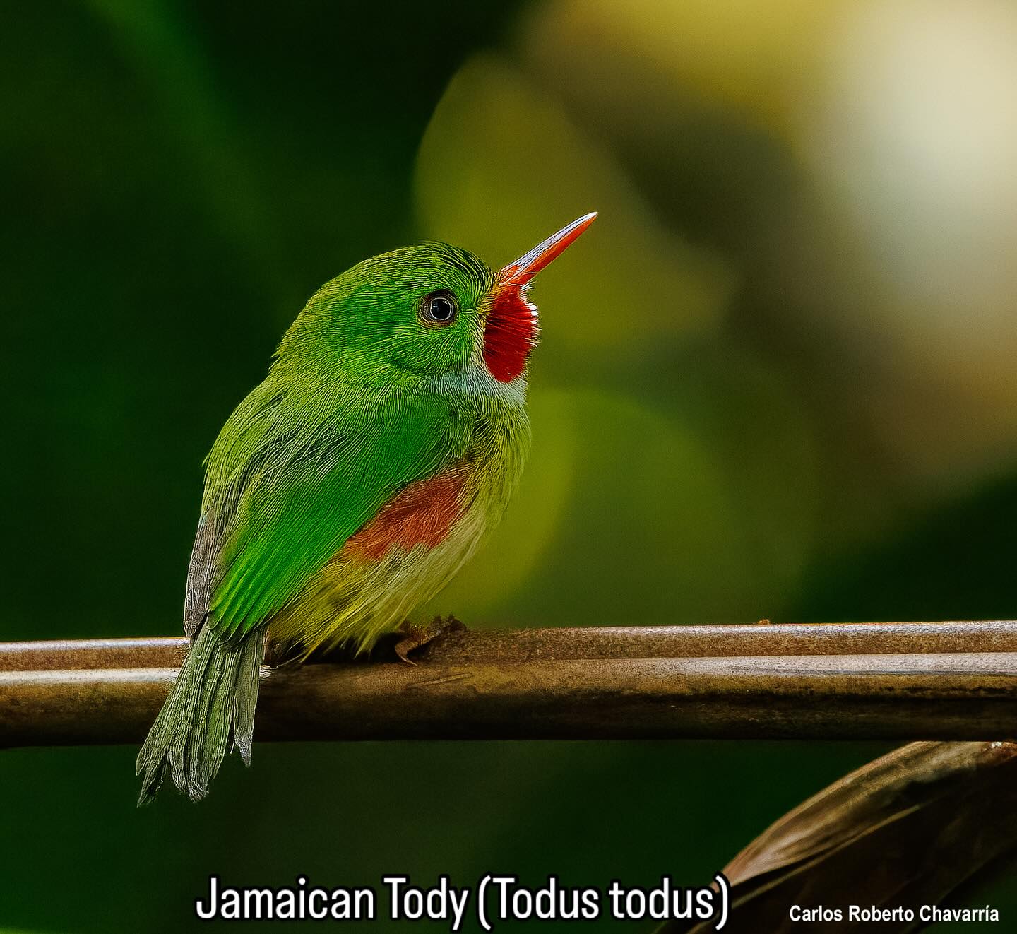 Costa - Llamada en Jamaica Robin Red-breast, o Rasta Bird, por sus ...
