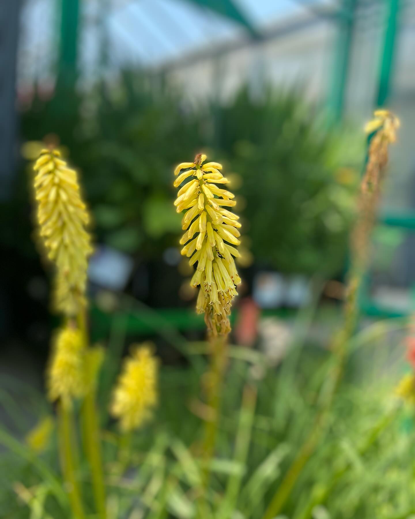 Frank Otte Nursery... - Frank Otte Nursery and Garden Center