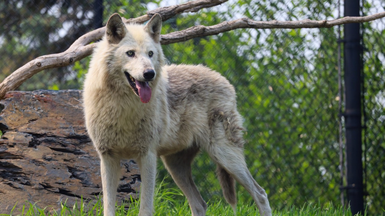 CHVN - 🐺 Meet the new pack! 🐾 Five grey wolves have just arrived at ...