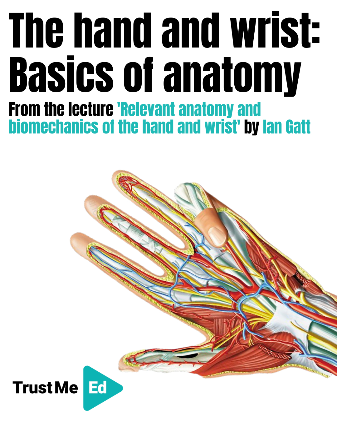 The hand and wrist are intricate structures where anatomy meets