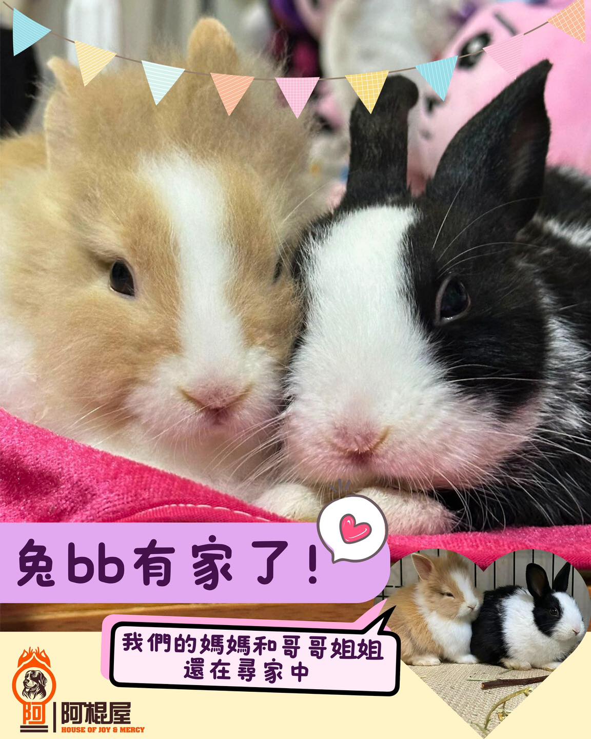 阿棍屋 - 【2隻兔bb有家喇🎉🐰🐰🏡】 早前我們從漁護署接出了兔媽媽和4隻兔bb，一家五口在深水埗貓貓中心尋家🐰 🐰 🐰 🐰 🐰 有兩隻兔 ...