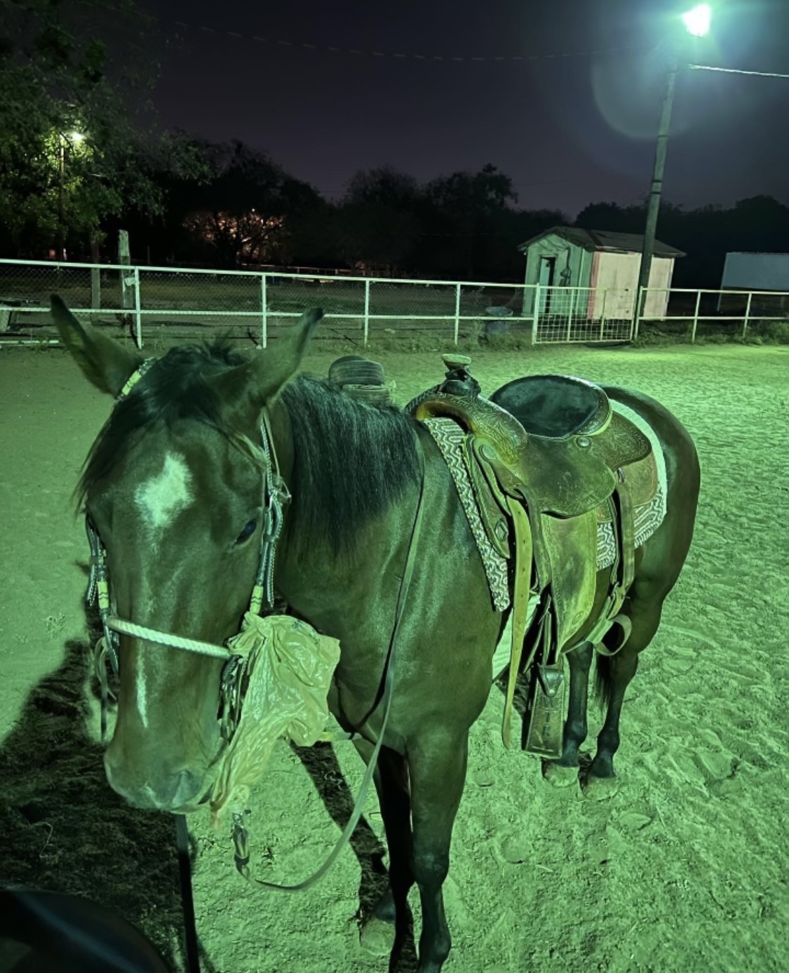 Lobos Horse Ranch & Stables | Mansfield TX