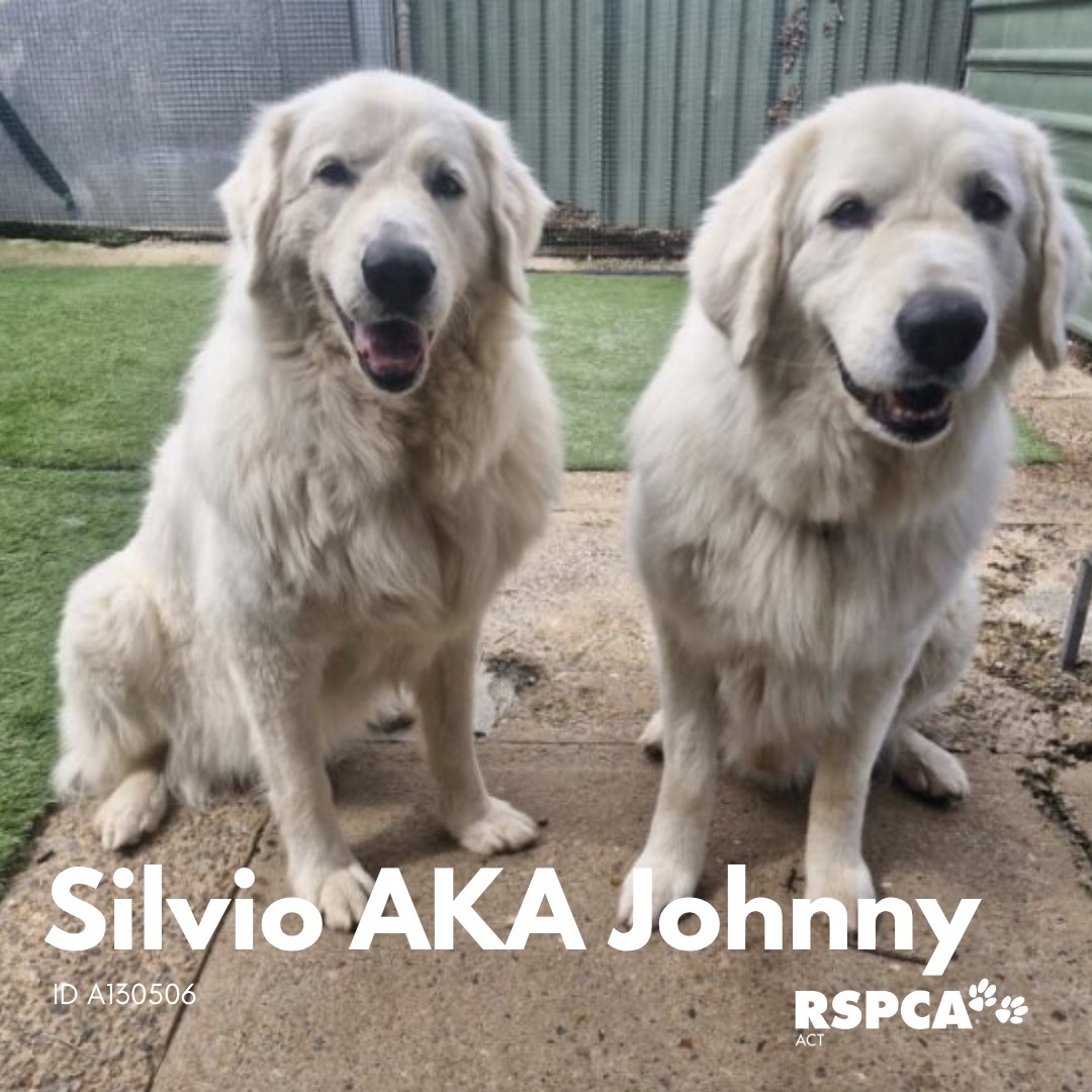 RSPCA - 🐾 Looks who's available for adoption! Will one of these ...