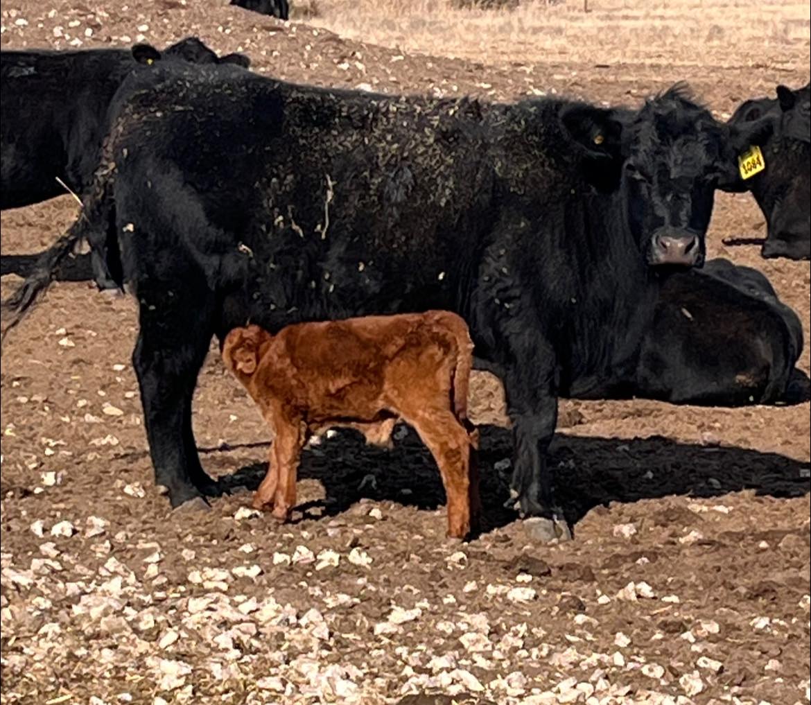 Graff Ranch | Neodesha KS