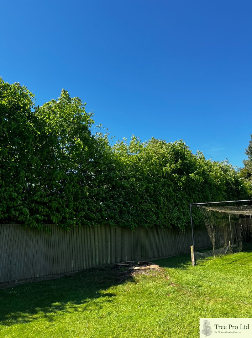 Tree Pro Ltd | Maidstone