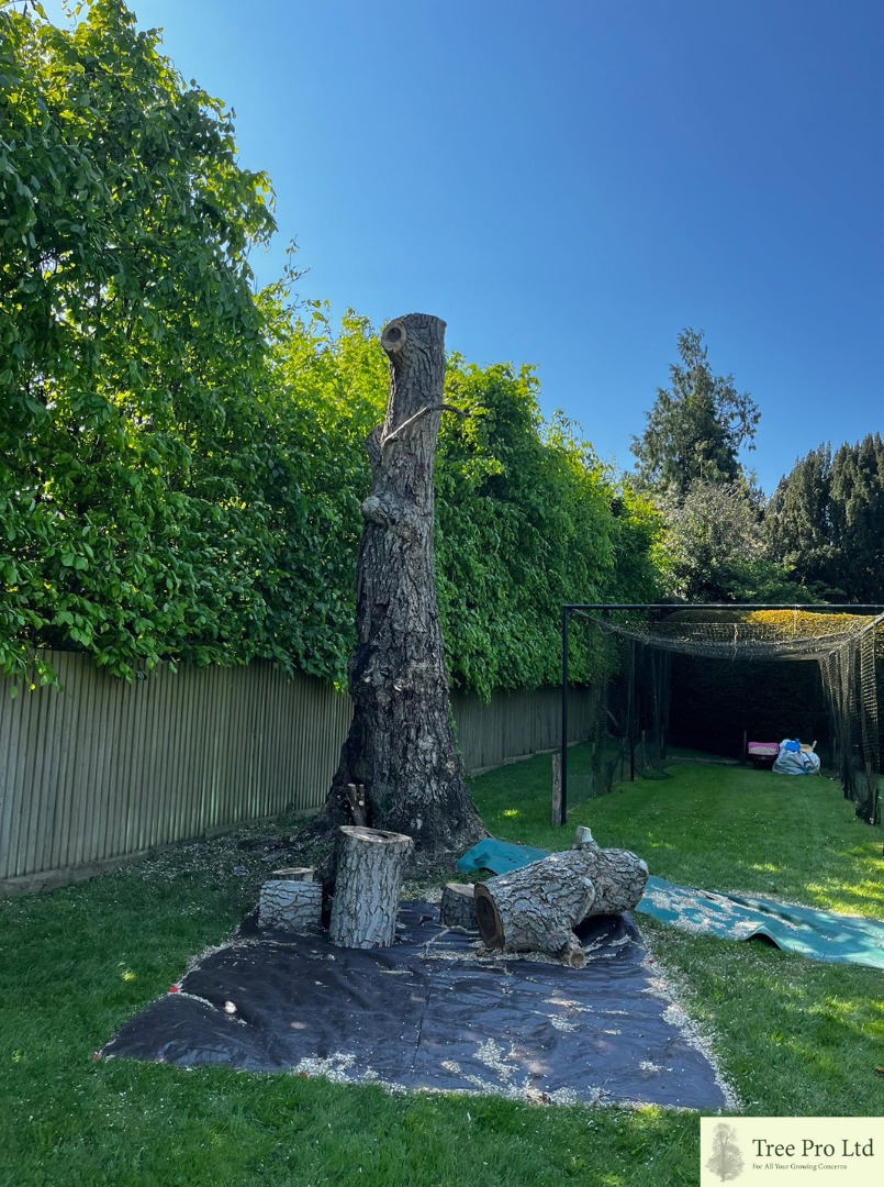 Tree Pro Ltd | Maidstone