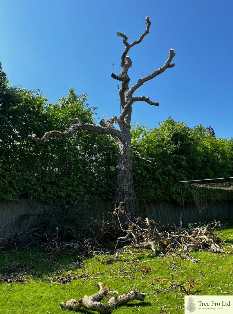 Tree Pro Ltd | Maidstone
