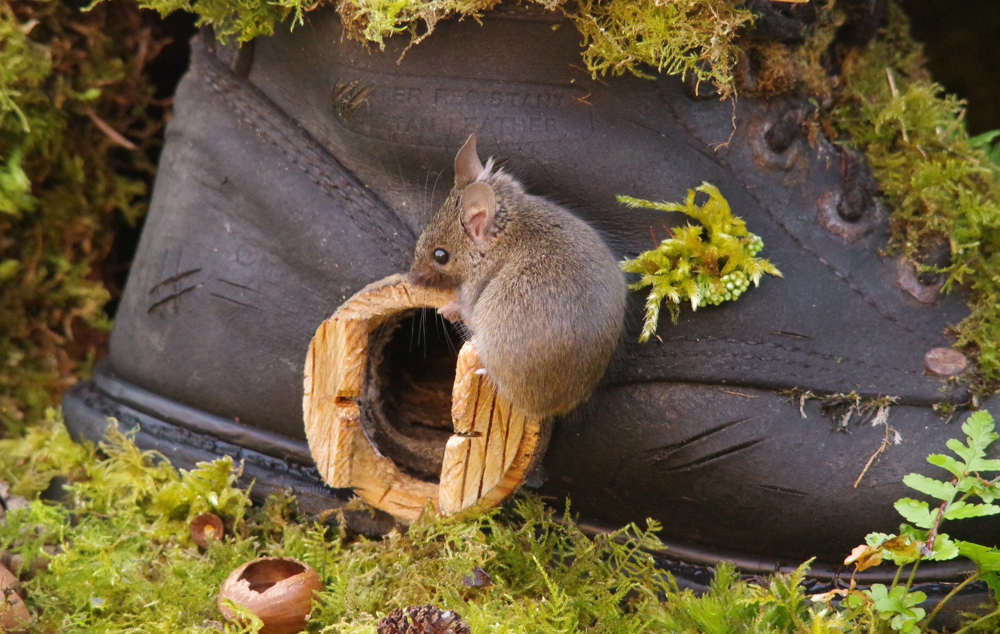 George the Mouse in... - George the Mouse in a log pile house