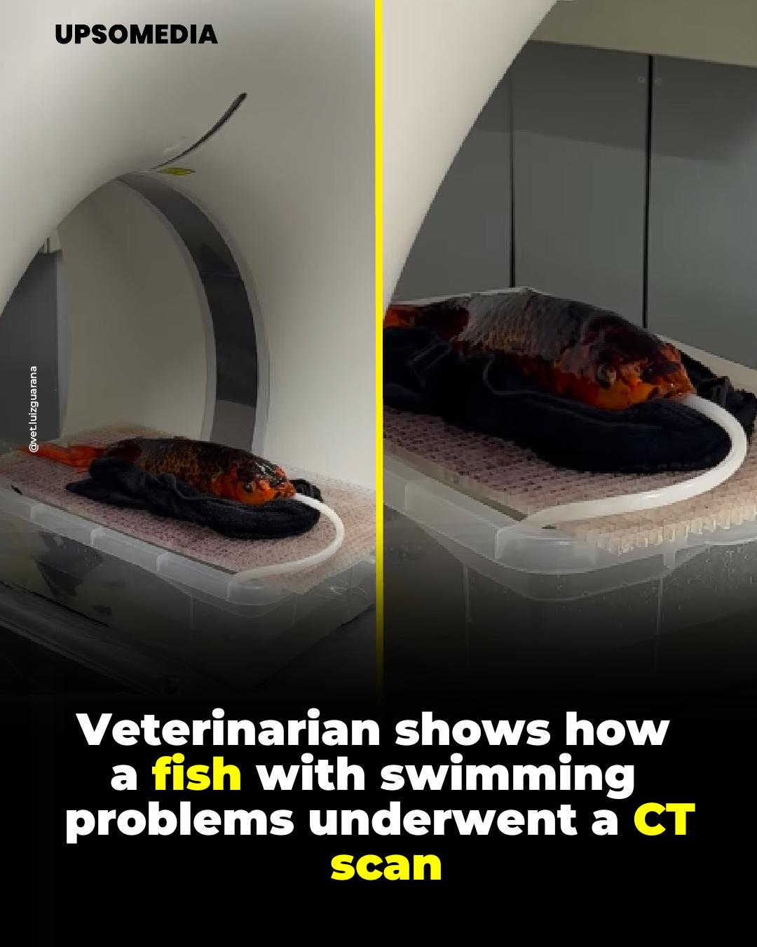 The Kiwi - A carp-like fish with swimming difficulties was taken to a ...
