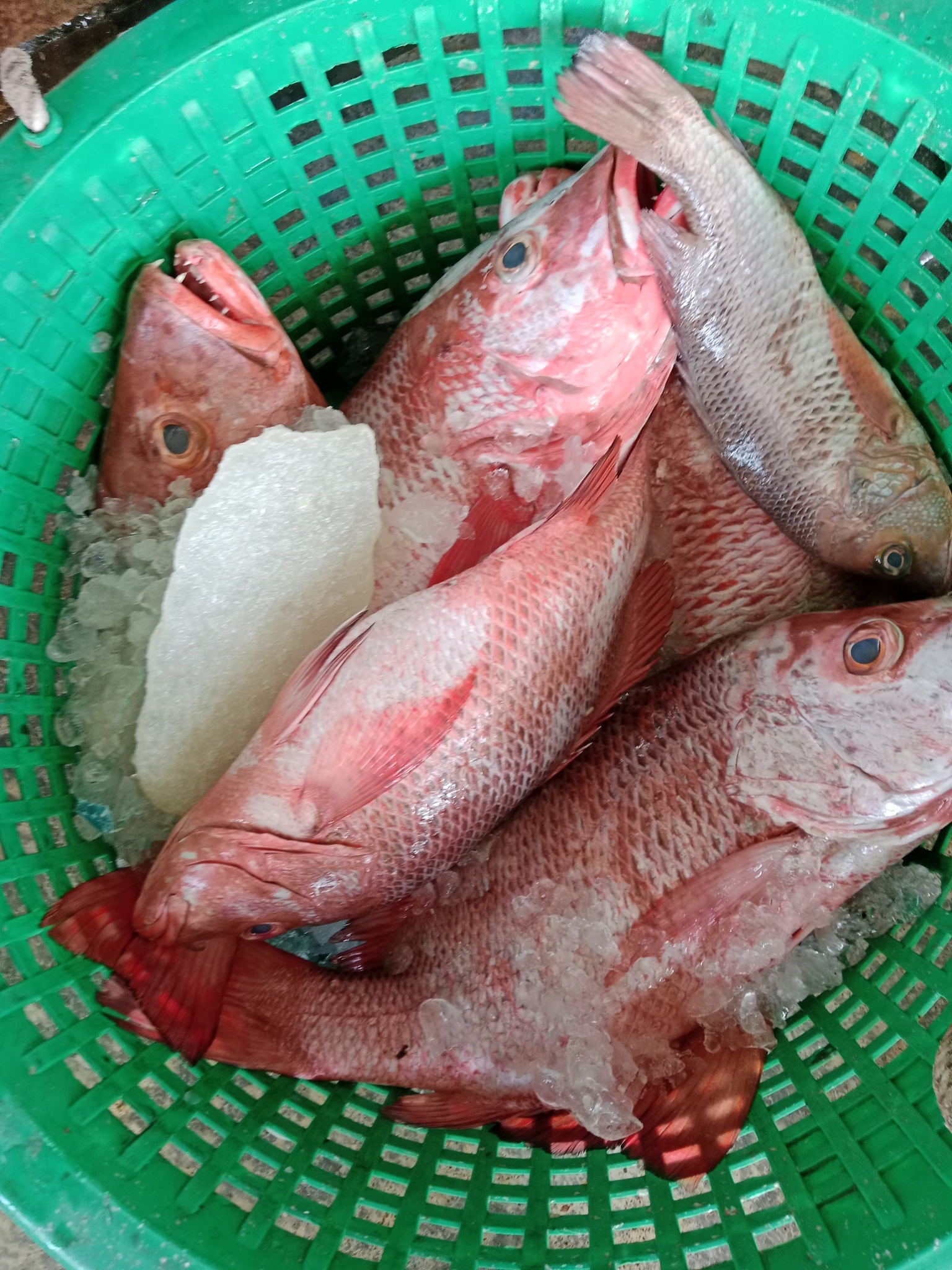 HASIL LAUT MIF