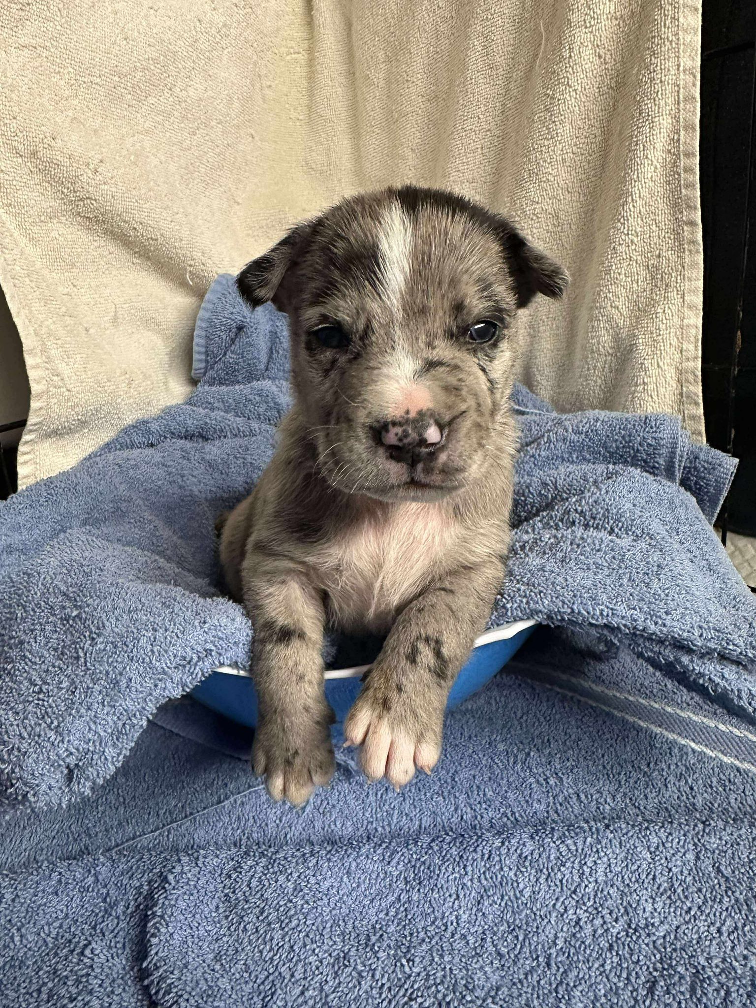 Penny's All Breed Animal Rescue Inc. - Queenie ***FOSTER NEEDED ...