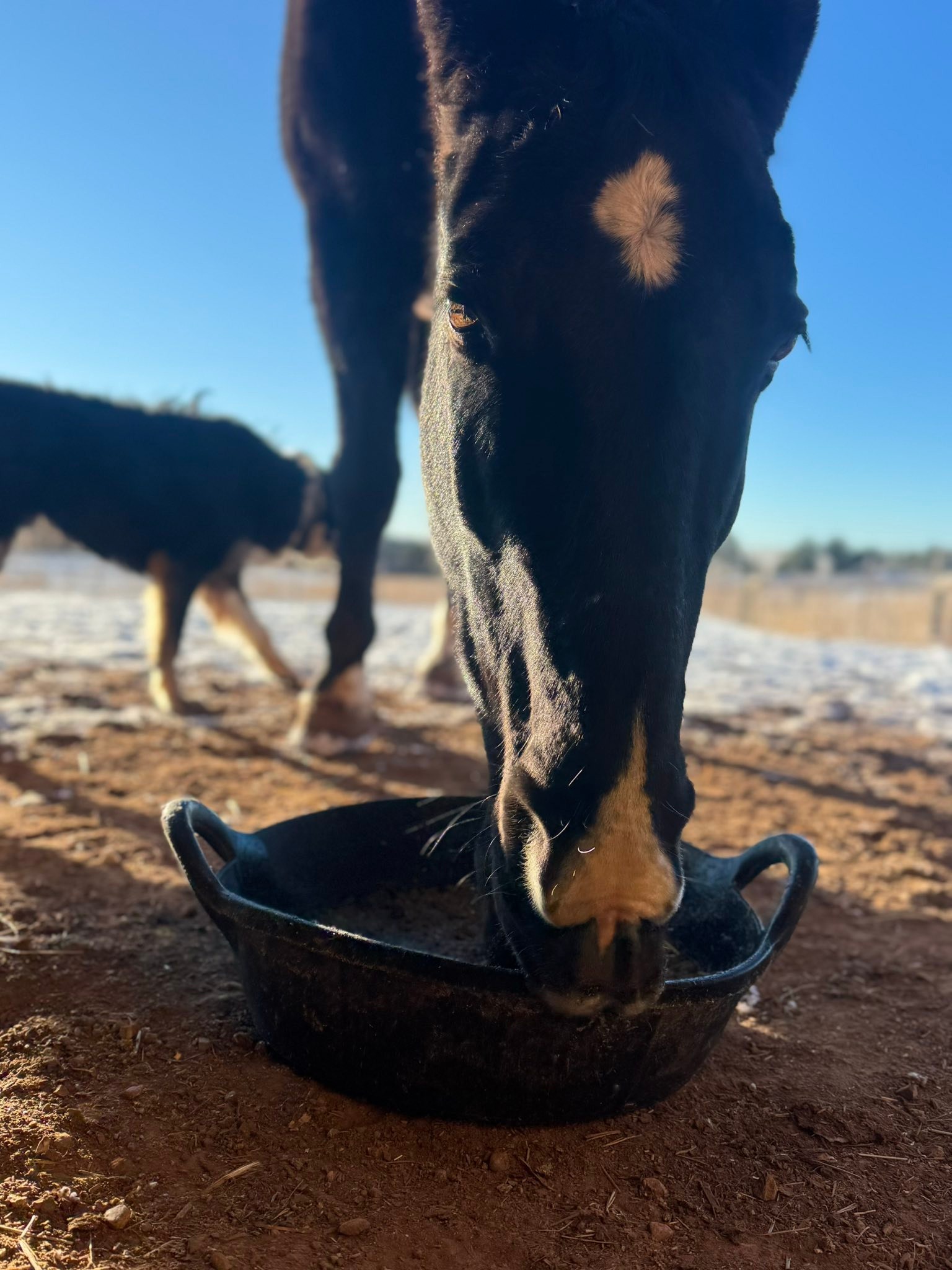 Salt of the Earth Ranch, LLC | Hesperus CO