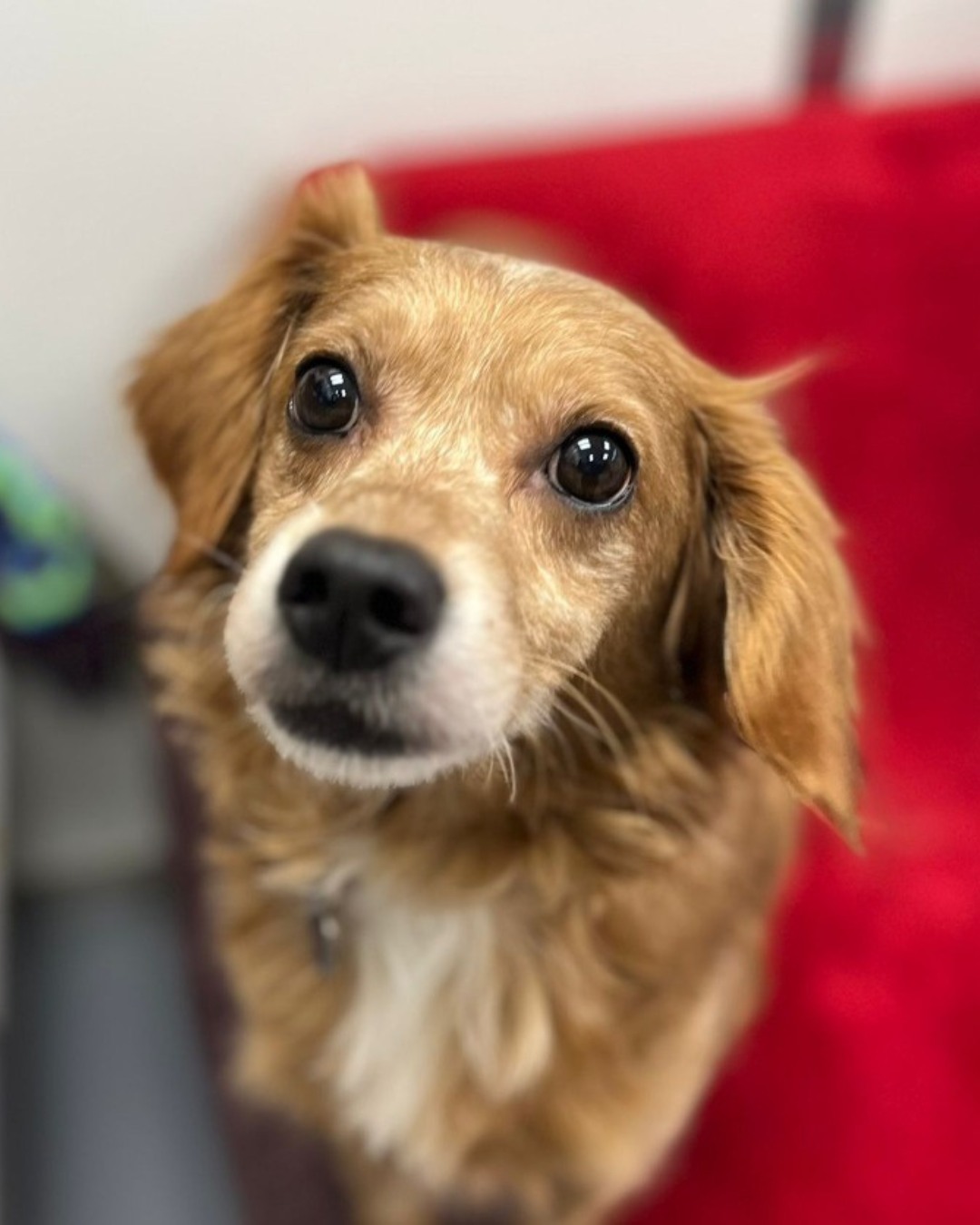 RSPCA Derby - Introducing Bailey 💙 Bailey is still... | Facebook