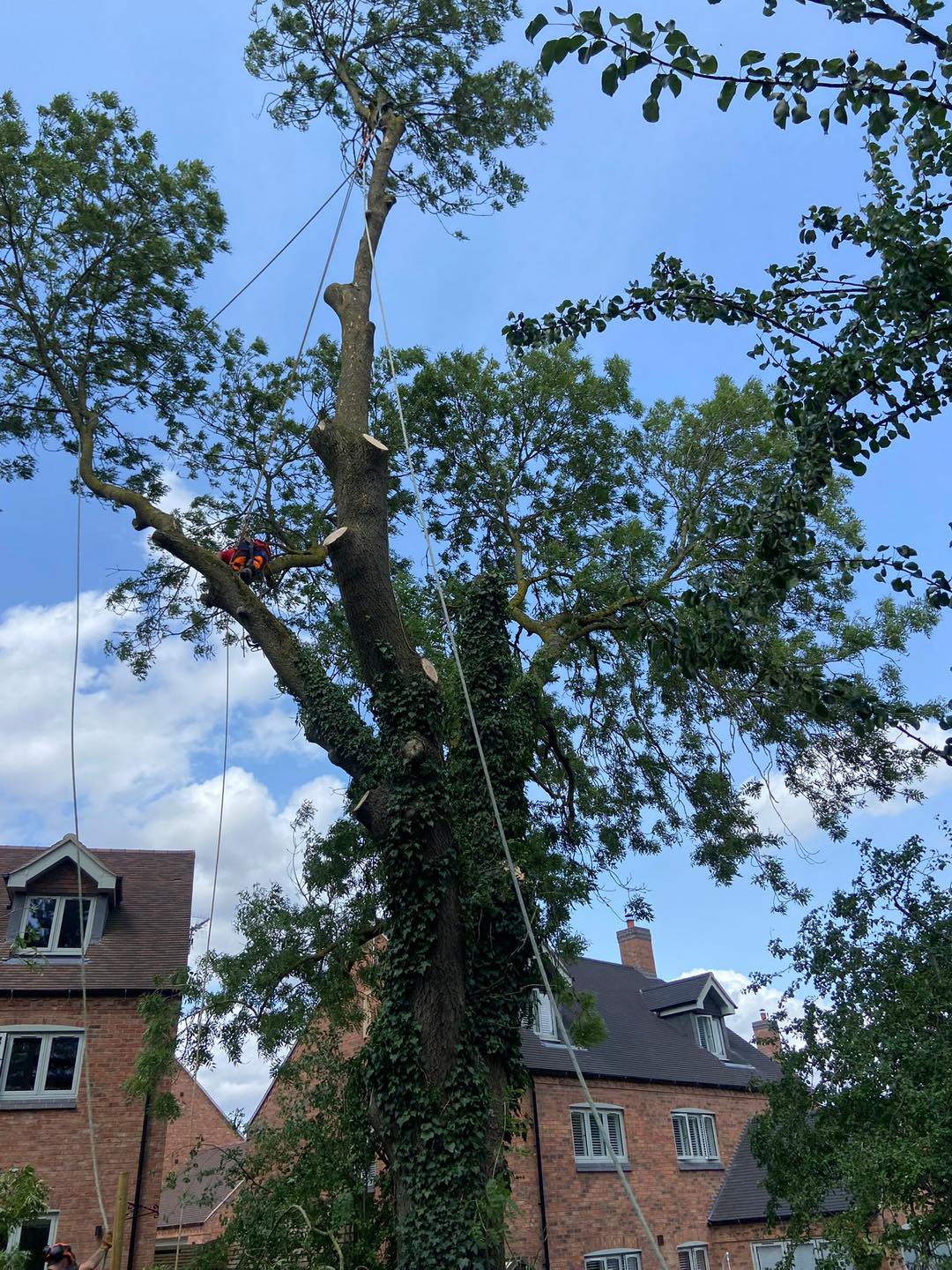 Michael Johnson Tree Surgery Ltd