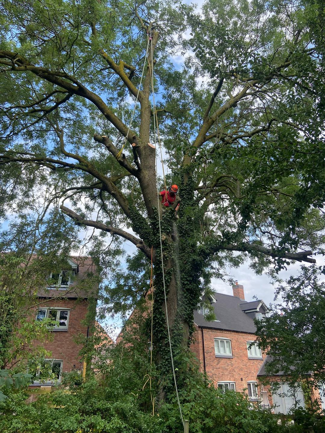 Michael Johnson Tree Surgery Ltd