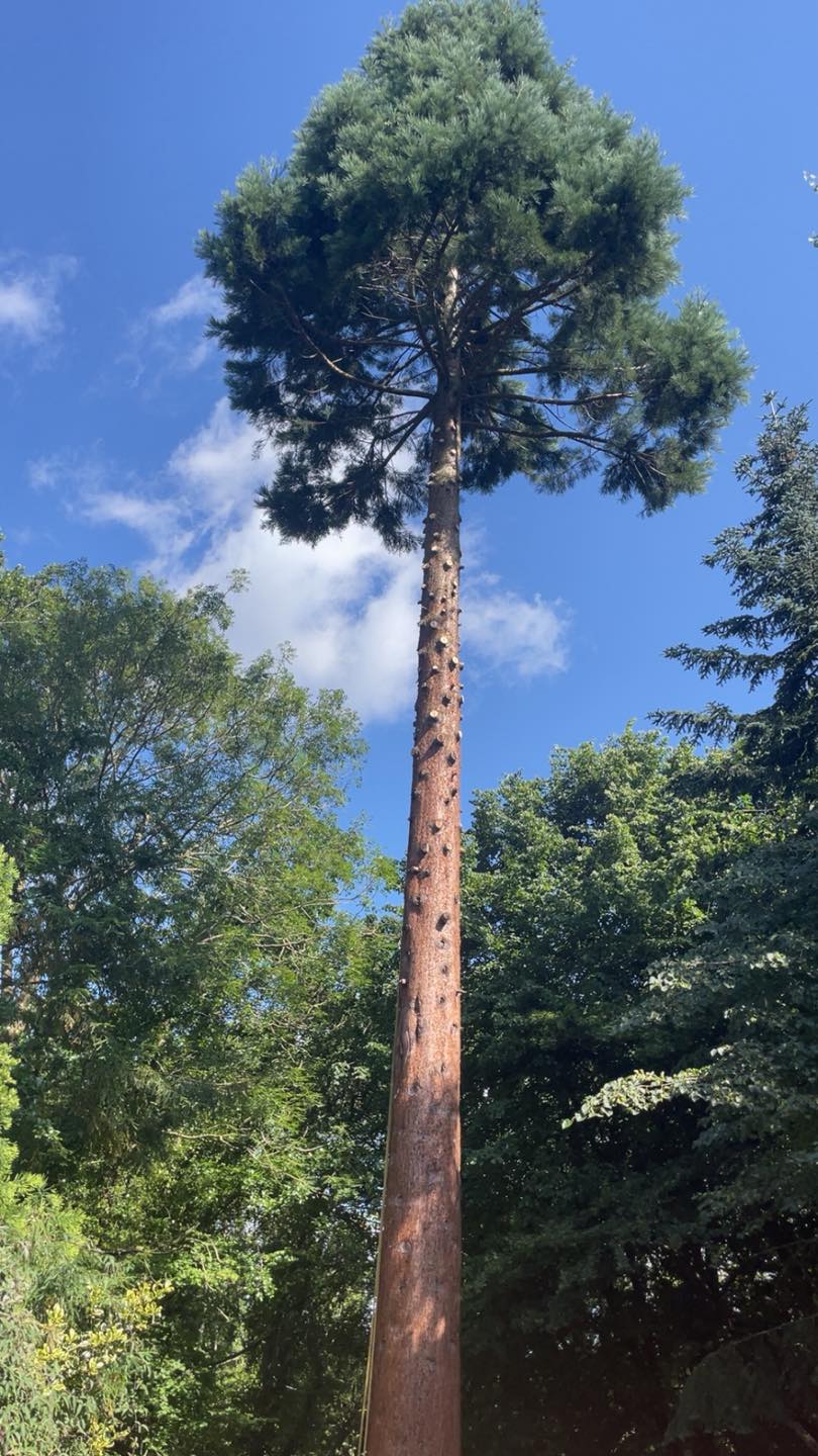 Michael Johnson Tree Surgery Ltd