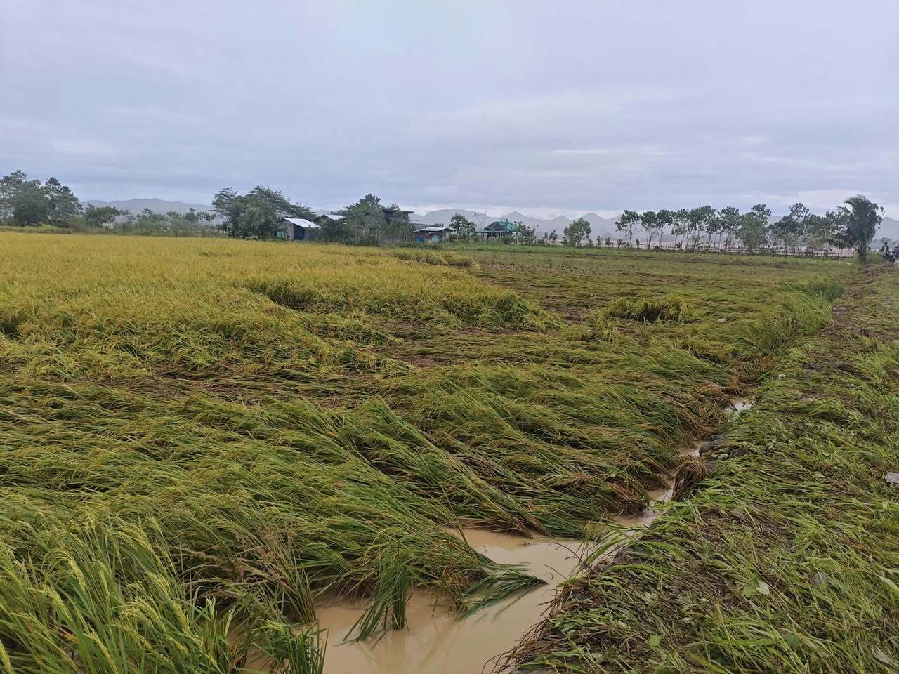 Panay - LOOK: Rice and corn fields in Barangays New Tanglag and ...