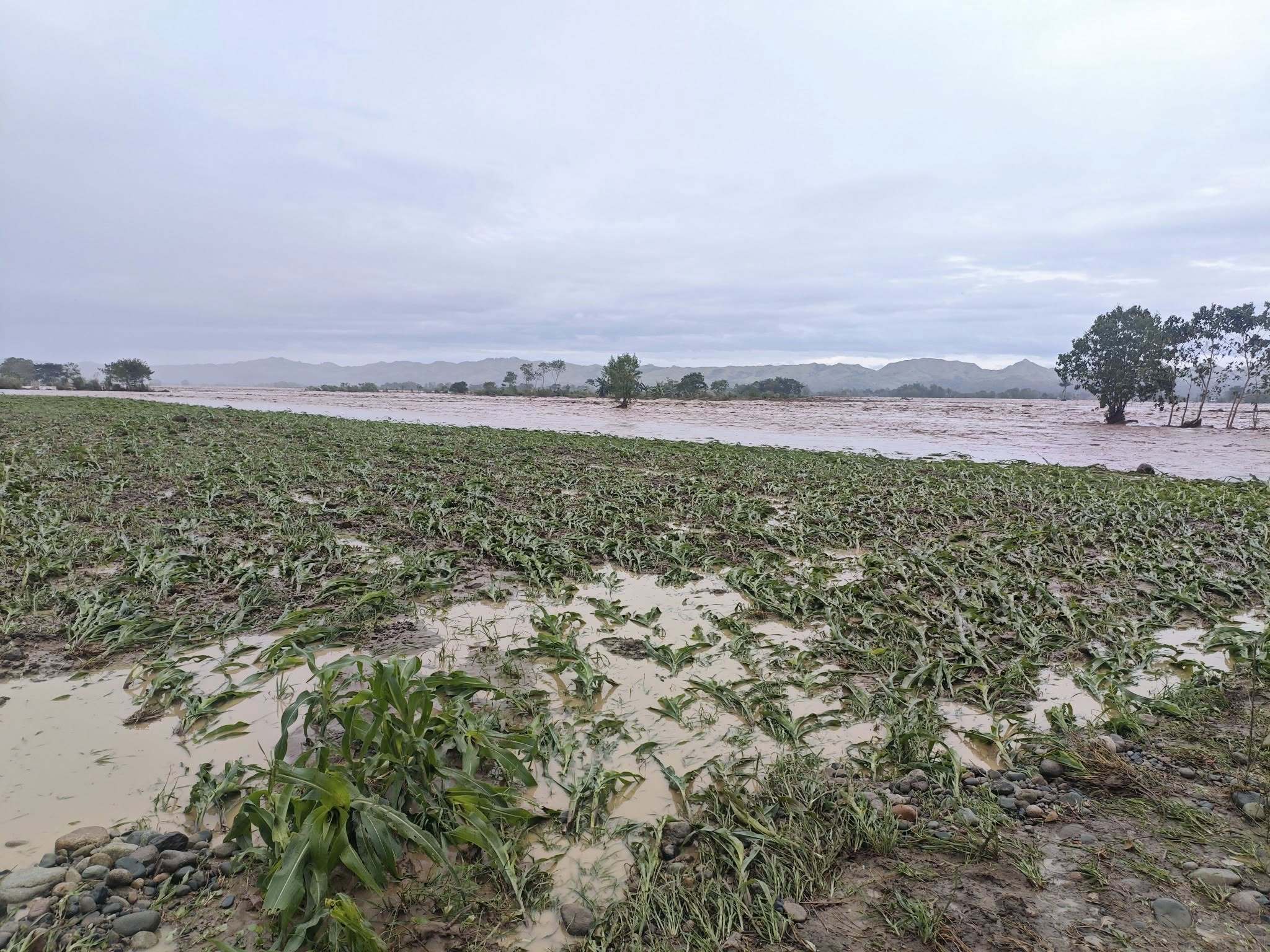 Panay - LOOK: Rice and corn fields in Barangays New Tanglag and ...