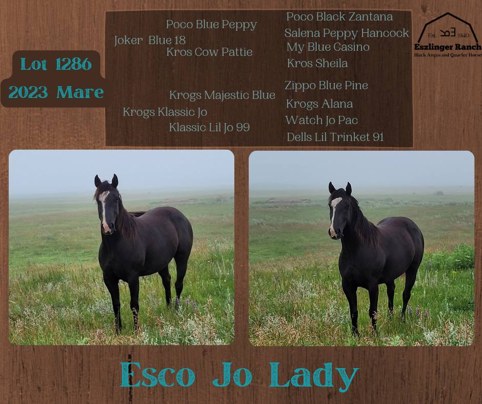 Eszlinger Ranch Black Angus and Quarter Horses