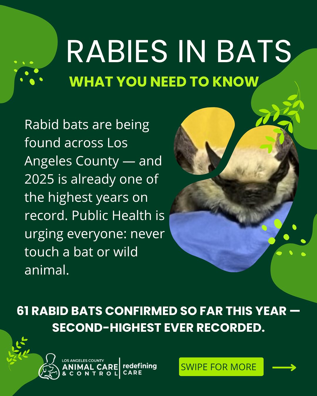 🚨 Rabid bats are on the rise in LA County. So far in 2025, 61 rabid ...